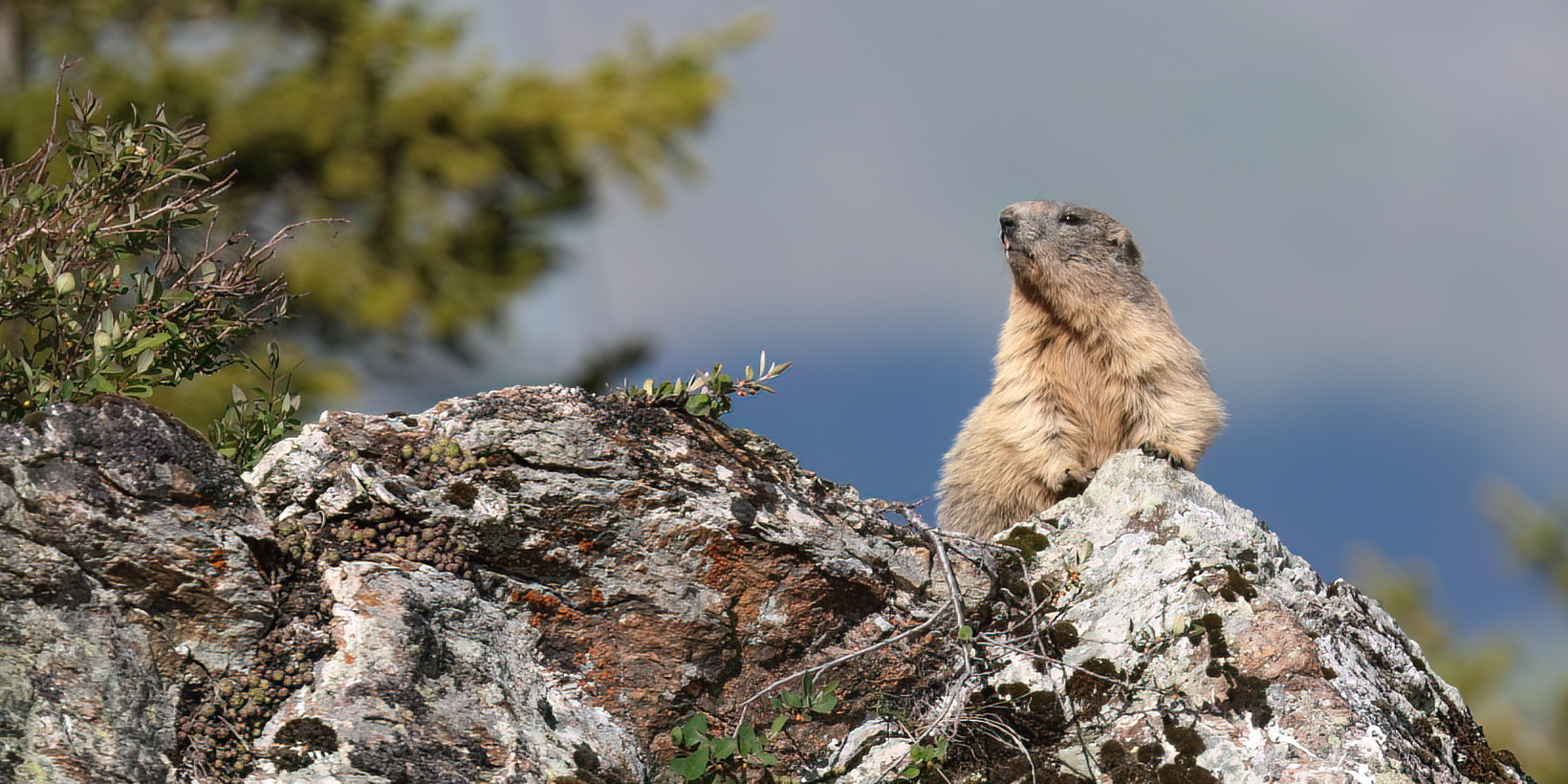 Marmotte scrutant le ciel