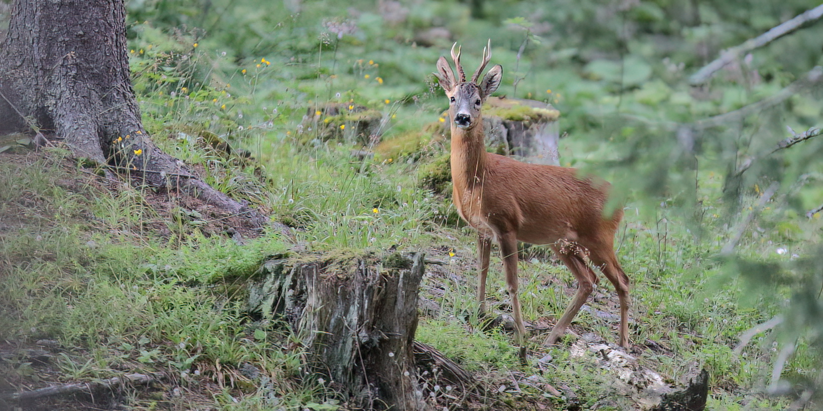 Aufmerksames Reh im Wald 